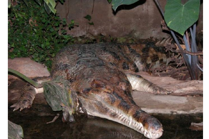 世界十大巨型鱷魚 灣鱷體重超1600公斤，曾吞食上千日軍