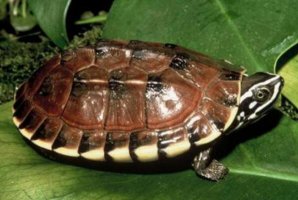 十大最難養烏龜排行 鑽紋龜上榜，第六是中國本土龜類