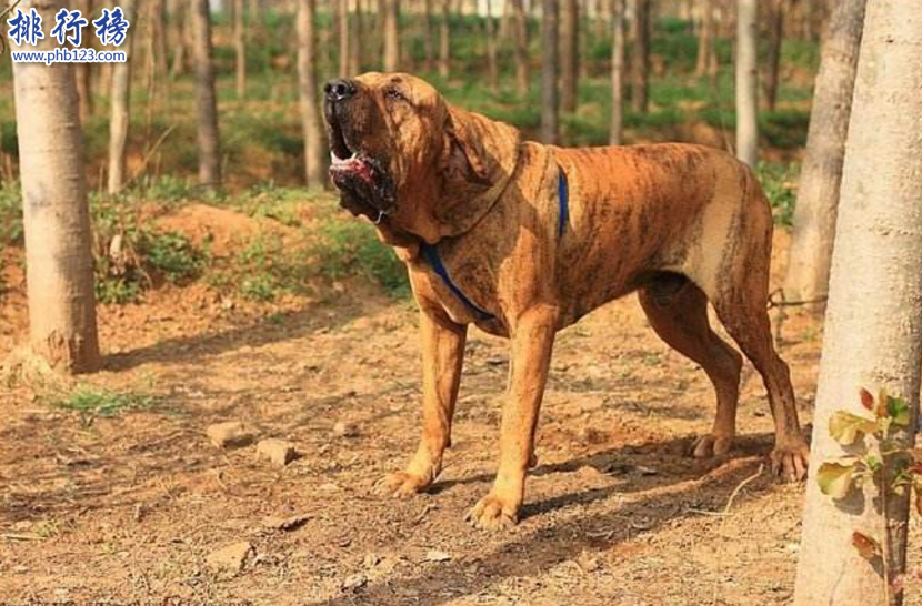 世界十大巨型犬:一隻爪子就有足球大卻性格溫順
