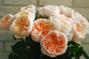 十大最貴的玫瑰花品種：朱麗葉上榜，第2拿破崙之妻最愛