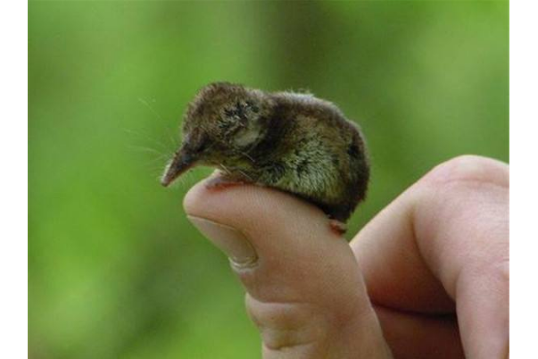 世界十大最小的動物 比指甲還小的青蛙，你見過嗎