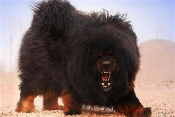 世界十大最兇悍猛犬 西藏獒犬上榜，比特犬異常兇猛