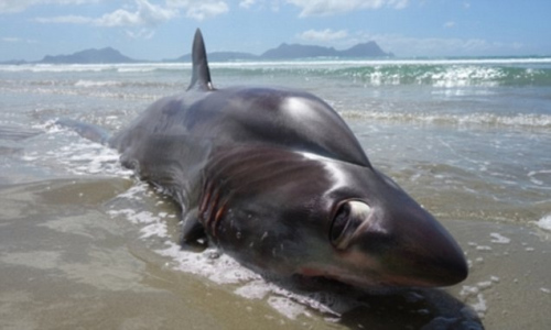 一名捷克男子今年3月在紐西蘭旅遊時，意外發現一條黑色深海怪魚在海灘上擱淺，它身長約4公尺，有一雙超大的眼睛，背部呈現隆起。該生物被發現時已經死亡。