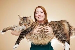 世界上最長的貓，英國緬因貓長119厘米