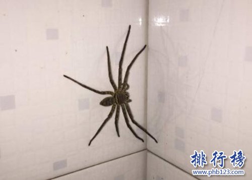 十大常見的室內蜘蛛，幽靈蛛微毒，遇到要避開！