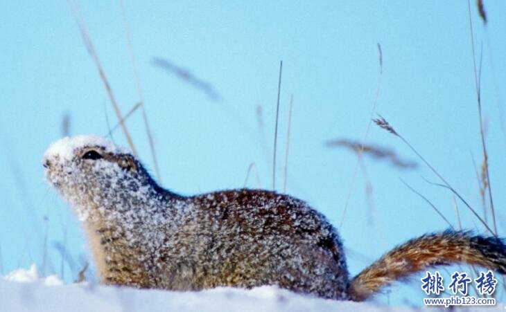 冬眠的動物有哪些 揭秘二十種動物冬眠的方式