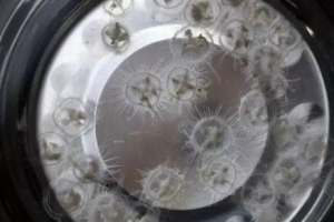 魚塘發現桃花水母 世界上14種最美水母排行榜