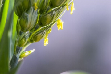 世界上壽命最短的花：小麥花，開花時間只有五分鐘