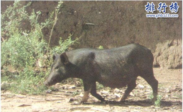 世界上最小的豬：體重不超十斤，體長僅60厘米
