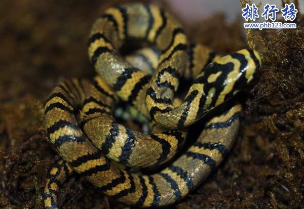 中國成功繁育世界上最美的蛇：橫斑錦蛇