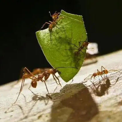 切葉蟻