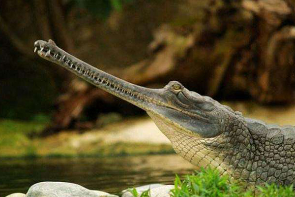 世界上十種最大鱷魚