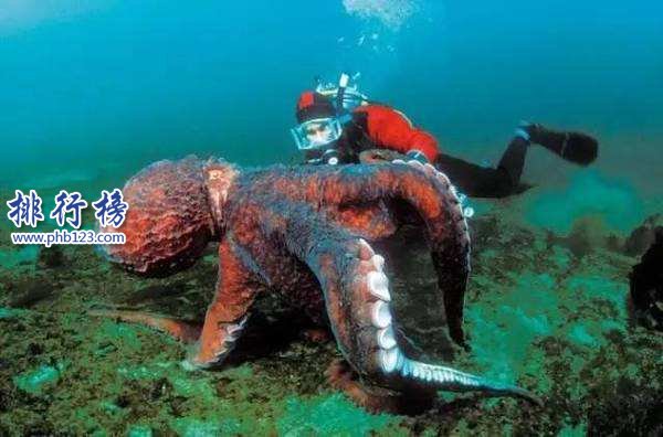 世界上最大的章魚有多大，太平洋巨星章魚長9.1米重544斤