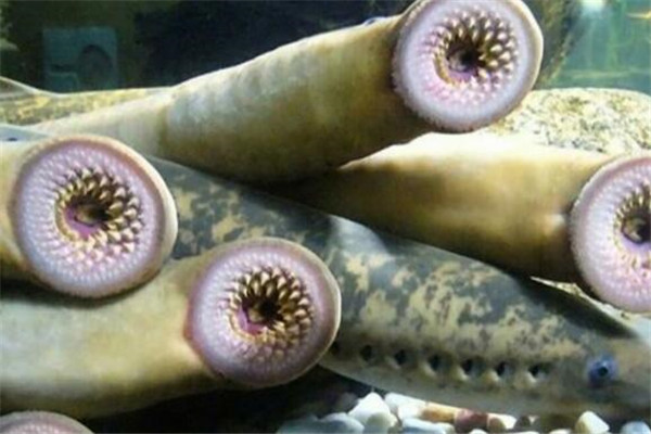 世界十大古老動物 蝌蚪蝦長相醜陋，七鰓鰻會引起極度不適