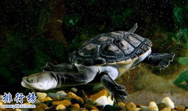 世界上脖子最長的烏龜，巨蛇頸龜脖子比身體還長(超過50厘米)