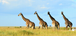 世界最高的陸上動物，長頸鹿平均高5米（剛出生1.5米高）