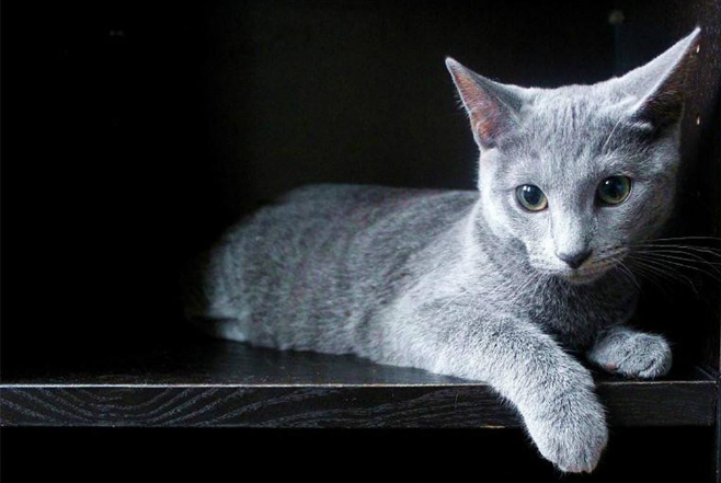 世界上十大最貴的貓 第一價格高達61萬人民幣