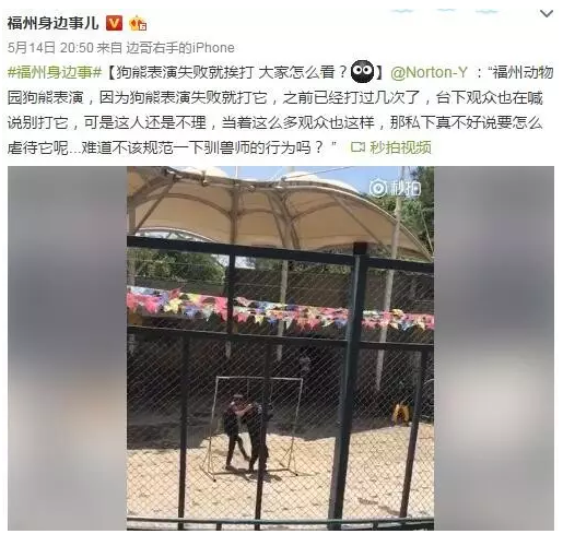 福州動物園狗熊跨欄失敗遭腳踢襠部 觀眾憤怒喊停
