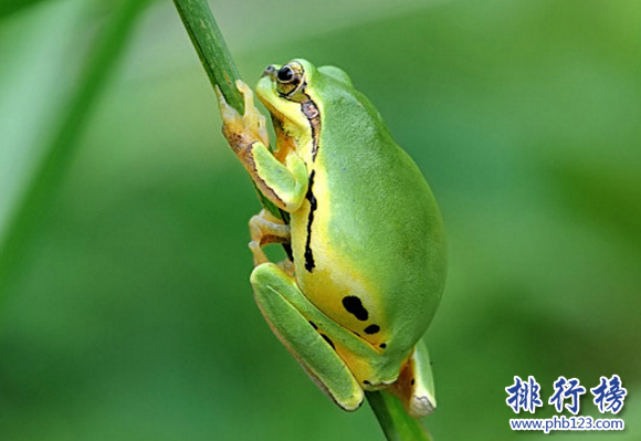 世界上最常見是青蛙,雨蛙的種類超級多（大約250種）