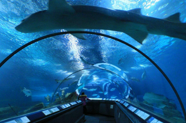 全球海洋館排名 帶你感受獨特的海底世界