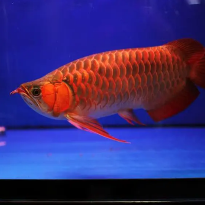 紅龍魚
