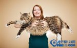 世界上最長的貓，英國緬因貓長119厘米
