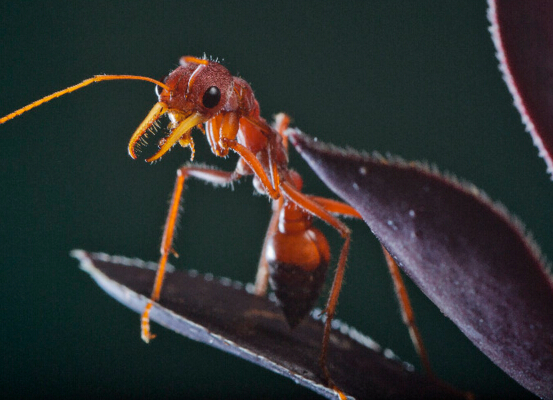 世界上最大的螞蟻，公牛蟻長達3.7厘米（蟻界巨無霸）