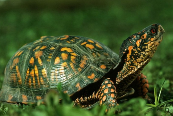 最有靈性的龜排名 巴西龜位列第一名