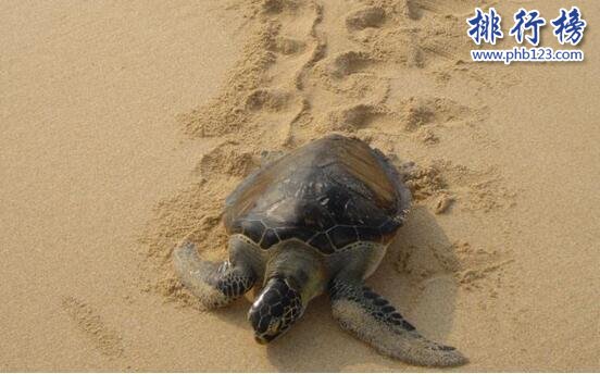 十大烏龜的世界之最，龜中博爾特打破短跑紀錄