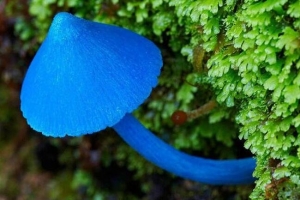 2017年新發現：勐宋粉褶菌 網友：真·藍瘦香菇！