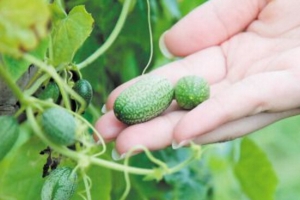 世界上最小的西瓜，墨西哥酸黃瓜（小到只有3厘米長）