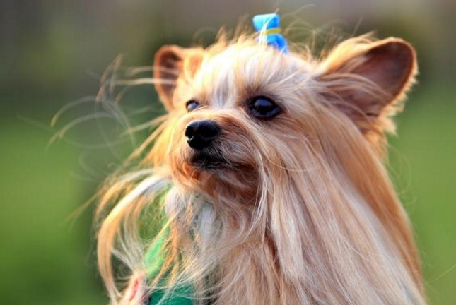 十大世界最可愛的狗排名 博美犬第一，薩摩耶上榜