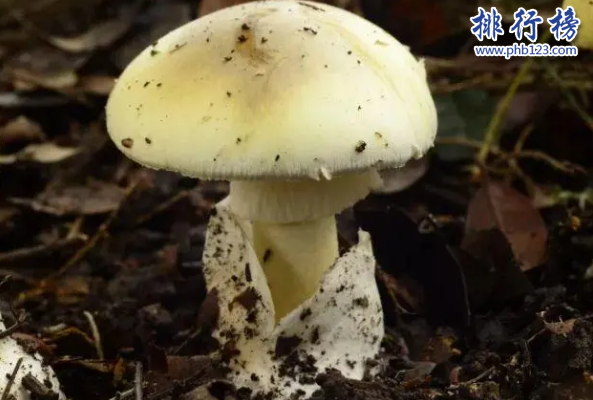世界十大最毒的蘑菇