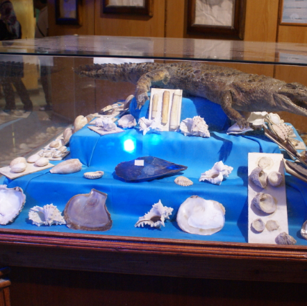 卡爾弗特海洋博物館