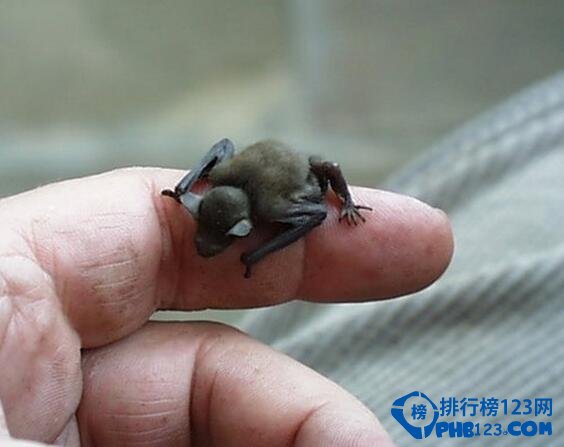 世界最小的生物 最小還沒有指甲大