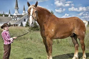 世界上最高大的馬：身高達2.1米