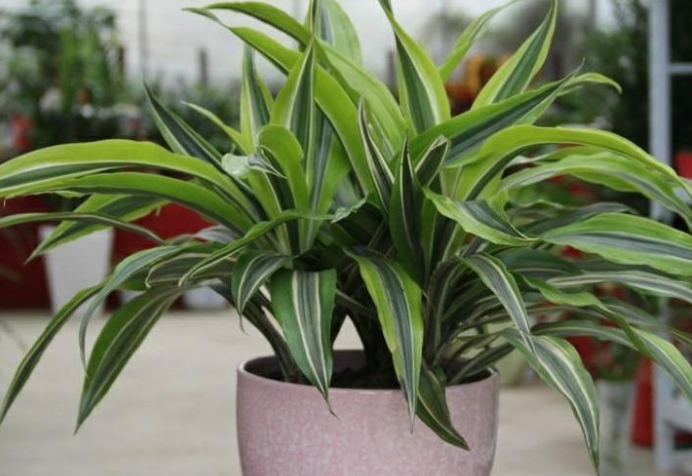 十大淨化空氣植物排名 還你清新好空氣，家中必備植物