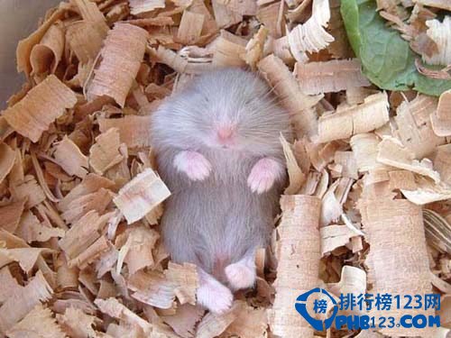 地球上冬眠時間最長的動物：睡鼠