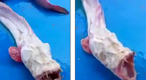 近日，泰國漁民日前捕捉到一條類似鰻魚的深海生物，它長有鋒利的牙齒、細長的身體以及巨大的頭。視頻中顯示，當這個怪異生物被漁網捕捉到後，它在漁網中瘋狂扭動。每次船員用棍子戳它，它都會張開嘴，露出滿嘴利齒。