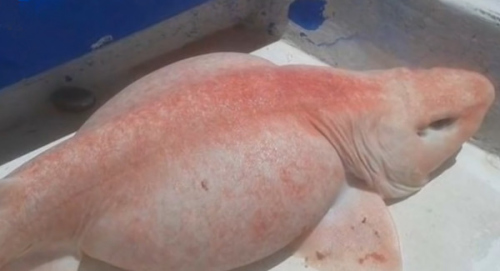 墨西哥一家專門組織出海捕魚活動的公司近日在其官方網站公開了一條古怪魚的照片。這條魚呈淺粉紅色，看起來似鯊魚，魚腹部分鼓脹如氣球，更有一雙如外星人的眼睛。