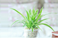 十個防輻射最好的綠色植物，新家裝修必看