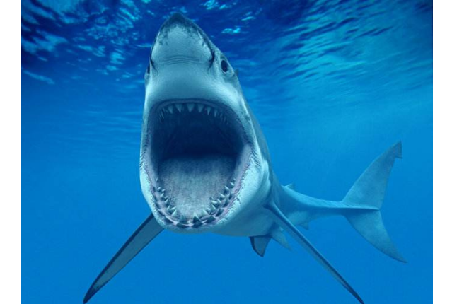 世界十大最厲害的鯊魚 虎鯊位列榜首，達摩鯊上榜