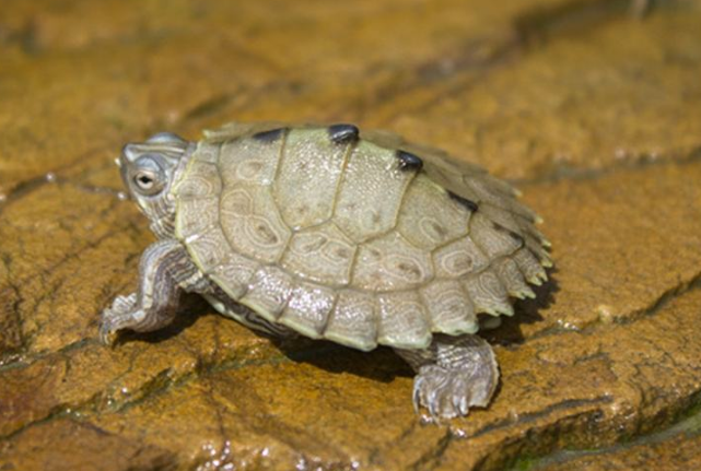 世界十大最兇猛的烏龜 棱皮海龜排第一，體重達900公斤