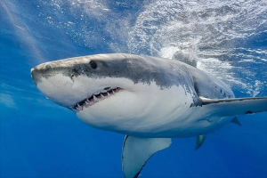 世界十大恐怖鯊魚排名，第一瀕臨滅絕，第二被稱為人類殺手（牛鯊）