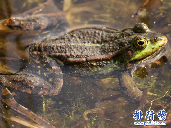 世界上最有趣的青蛙,沼水蛙（求偶時叫聲像狗）