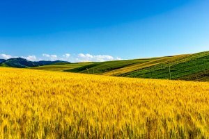 世界十大小麥生產國：法國上榜，第一主產河套平原
