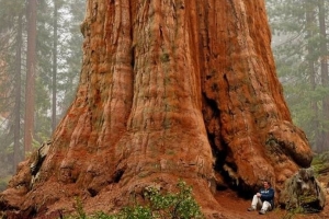 世界上最大的樹,謝爾曼將軍樹（高達33米）