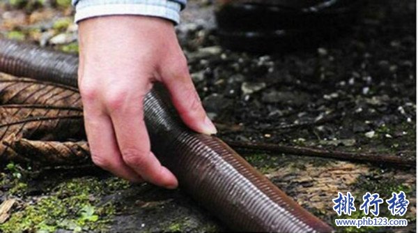 世界上最長的蚯蚓,澳大利亞巨型蚯蚓長達3米（也很脆弱）