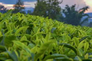 中國十大名茶之鄉：福建安徽上榜，第一是世界茶葉發源地