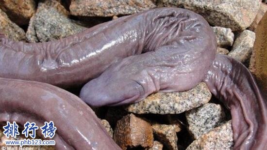 世界上最醜的蛇：巴西盲蛇形似男性生殖器(圖片噁心慎入)
